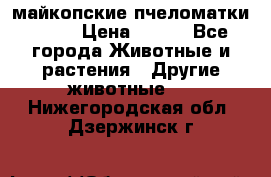  майкопские пчеломатки F-1  › Цена ­ 800 - Все города Животные и растения » Другие животные   . Нижегородская обл.,Дзержинск г.